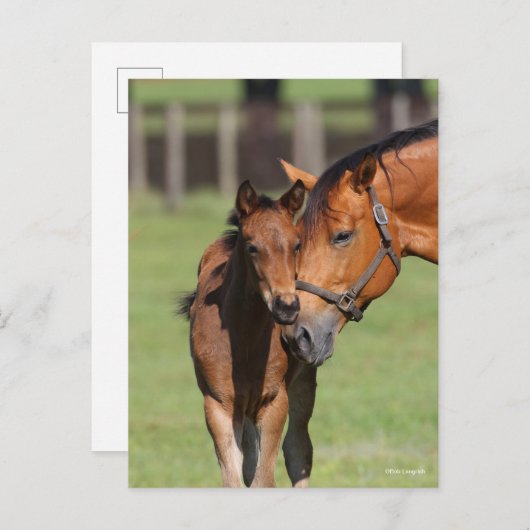 Bob Langrish Quarter Horse Mare en Foal Cuddling Briefkaart (Voorkant / Achterkant)