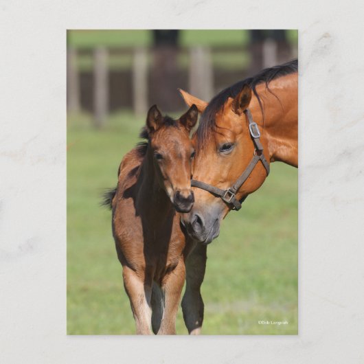 Bob Langrish Quarter Horse Mare en Foal Cuddling Briefkaart (Voorkant)
