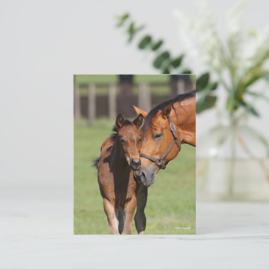 Bob Langrish Quarter Horse Mare en Foal Cuddling Briefkaart (Staand voorkant)