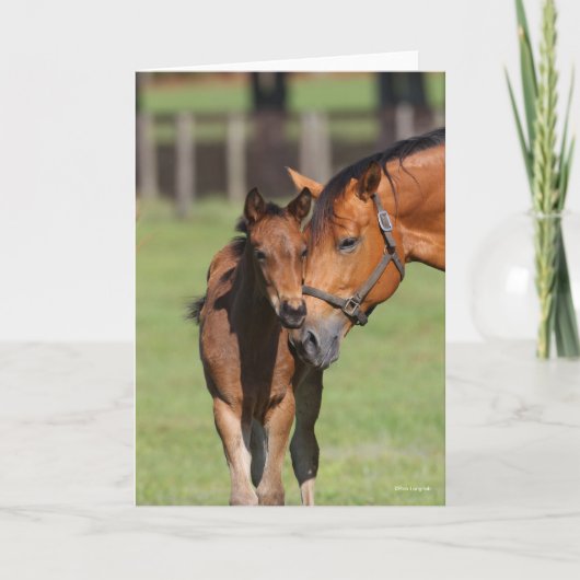 Bob Langrish Quarter Horse Mare en Foal Cuddling Kaart (Voorkant)
