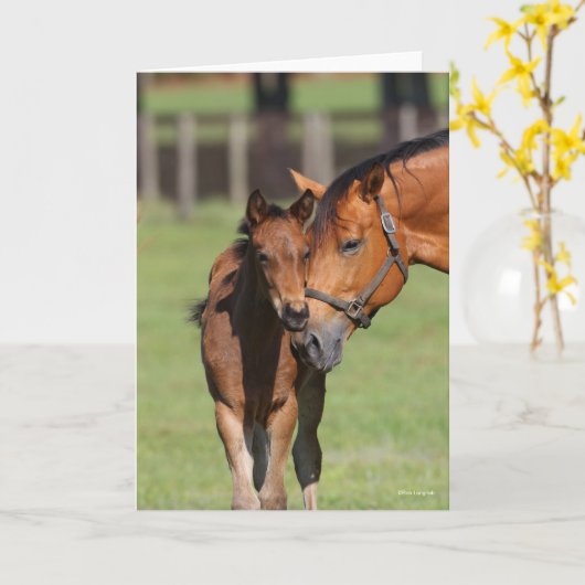 Bob Langrish Quarter Horse Mare en Foal Cuddling Kaart (Gele Bloem)