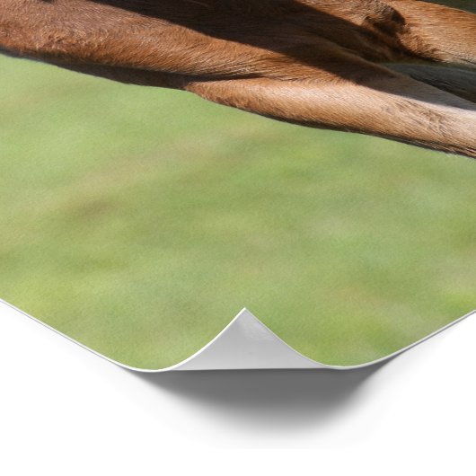 Bob Langrish Quarter Horse Mare en Foal Cuddling Poster (Hoek)