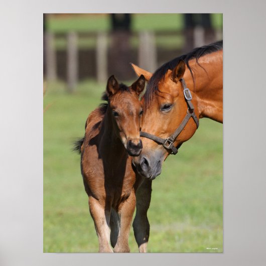 Bob Langrish Quarter Horse Mare en Foal Cuddling Poster (Voorkant)