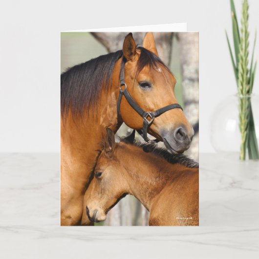 Bob Langrish Quarter Horse Mare en Foal Headshot Kaart (Voorkant)