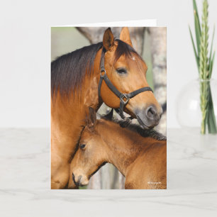 Bob Langrish Quarter Horse Mare en Foal Headshot Kaart