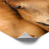 Bob Langrish Quarter Horse Mare en Foal Headshot Poster (Hoek)