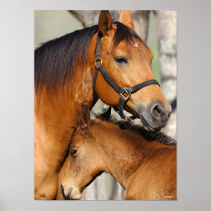 Bob Langrish Quarter Horse Mare en Foal Headshot Poster