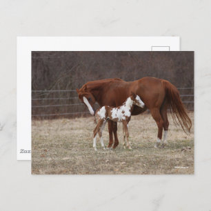 Bob Langrish   Quarter Horse Mare en Paint Foal Briefkaart