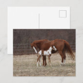 Bob Langrish | Quarter Horse Mare en Paint Foal Briefkaart (Voorkant / Achterkant)