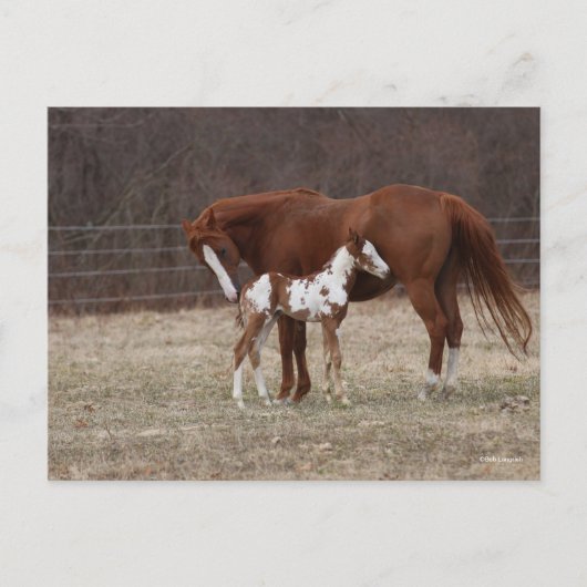 Bob Langrish | Quarter Horse Mare en Paint Foal Briefkaart (Voorkant)