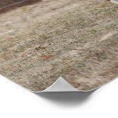 Bob Langrish | Quarter Horse Mare en Paint Foal Poster (Hoek)