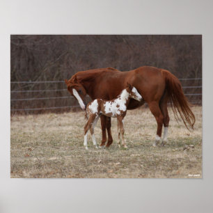 Bob Langrish   Quarter Horse Mare en Paint Foal Poster