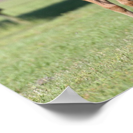 Bob Langrish | Quarter-paardenfokkerij Poster (Hoek)