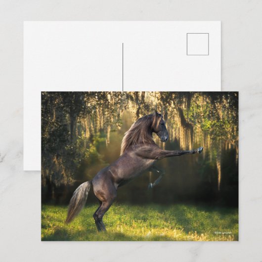 Bob Langrish | Rakkervissenfokkerij in bergen Briefkaart (Voorkant / Achterkant)