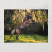 Bob Langrish | Rakkervissenfokkerij in bergen Briefkaart (Voorkant)