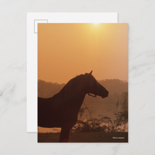 Bob Langrish | Rocky Mountain Horse Silhouette Briefkaart (Voorkant / Achterkant)