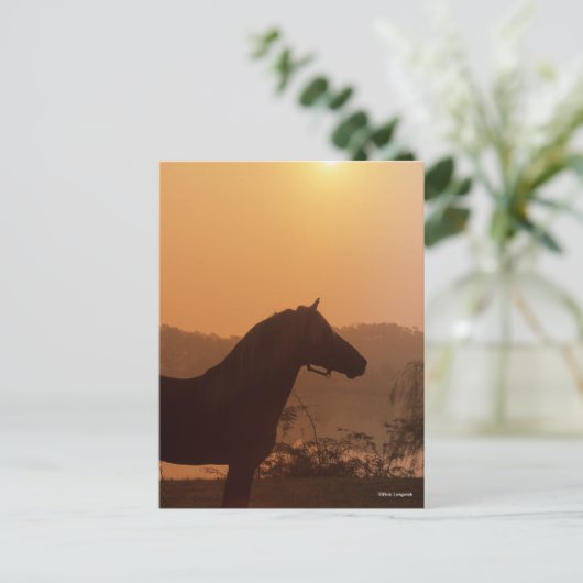 Bob Langrish | Rocky Mountain Horse Silhouette Briefkaart (Staand voorkant)