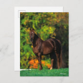 Bob Langrish Rocky Mountain Horse Standing Autumn Briefkaart (Voorkant / Achterkant)