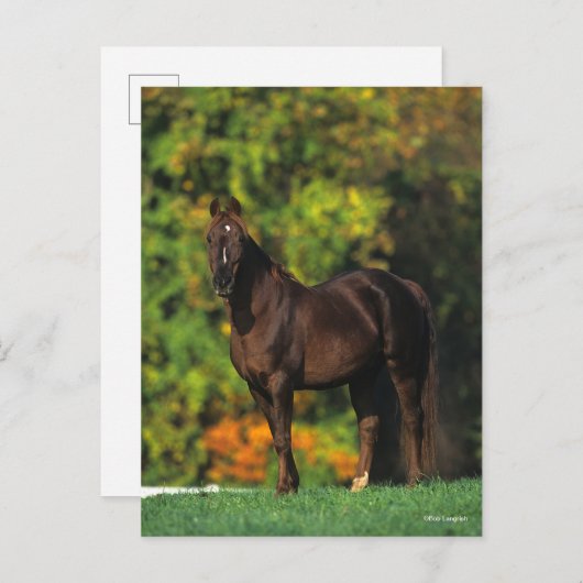 Bob Langrish Rocky Mountain Horse Standing Autumn Briefkaart (Voorkant / Achterkant)