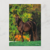 Bob Langrish Rocky Mountain Horse Standing Autumn Briefkaart (Voorkant)