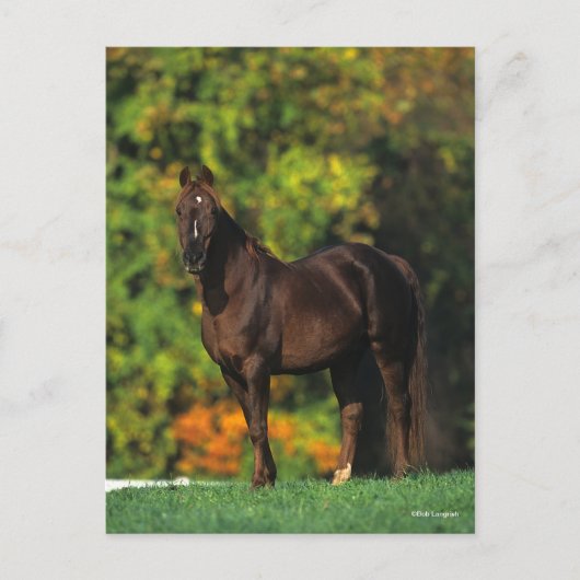 Bob Langrish Rocky Mountain Horse Standing Autumn Briefkaart (Voorkant)