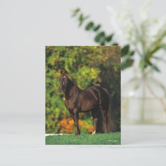 Bob Langrish Rocky Mountain Horse Standing Autumn Briefkaart (Staand voorkant)