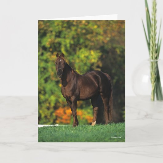 Bob Langrish Rocky Mountain Horse Standing Autumn Kaart (Voorkant)