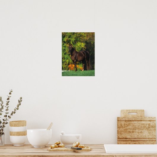 Bob Langrish Rocky Mountain Horse Standing Autumn Poster (Keuken)