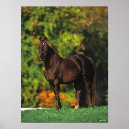 Bob Langrish Rocky Mountain Horse Standing Autumn Poster (Voorkant)