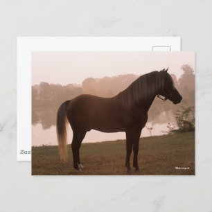 Bob Langrish Rocky Mountain Horse Standing Backlit Briefkaart