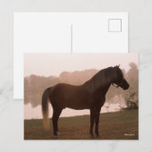 Bob Langrish Rocky Mountain Horse Standing Backlit Briefkaart (Voorkant / Achterkant)