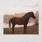 Bob Langrish Rocky Mountain Horse Standing Backlit Briefkaart (Voorkant)