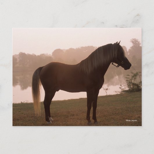 Bob Langrish Rocky Mountain Horse Standing Backlit Briefkaart (Voorkant)