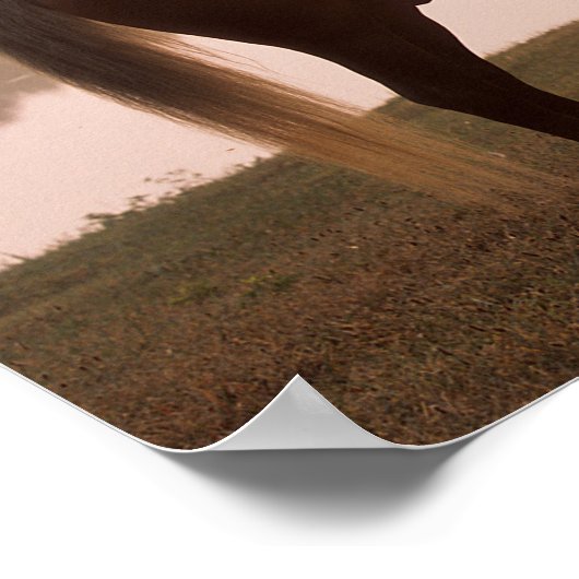 Bob Langrish Rocky Mountain Horse Standing Backlit Poster (Hoek)