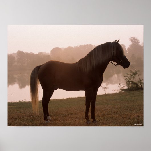 Bob Langrish Rocky Mountain Horse Standing Backlit Poster (Voorkant)