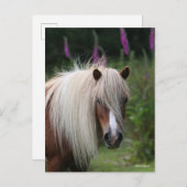 Bob Langrish | Shetland Pony headshot met bloemen Briefkaart (Voorkant / Achterkant)