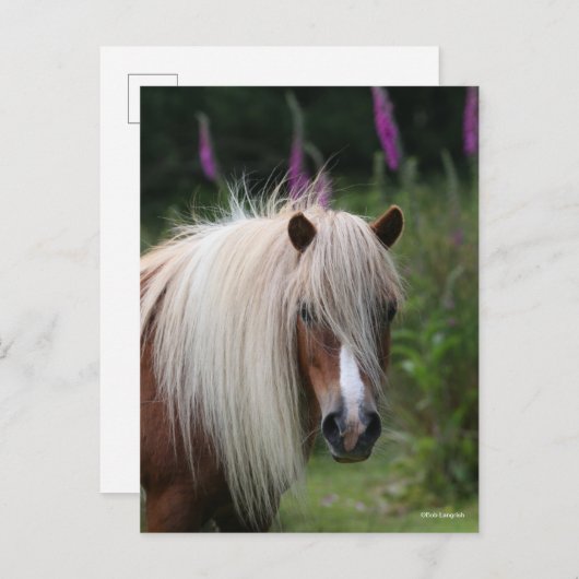 Bob Langrish | Shetland Pony headshot met bloemen Briefkaart (Voorkant / Achterkant)