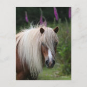Bob Langrish | Shetland Pony headshot met bloemen Briefkaart (Voorkant)
