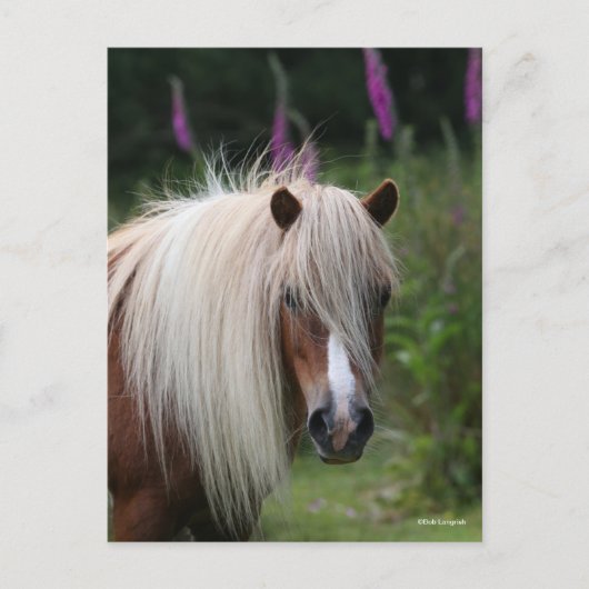 Bob Langrish | Shetland Pony headshot met bloemen Briefkaart (Voorkant)