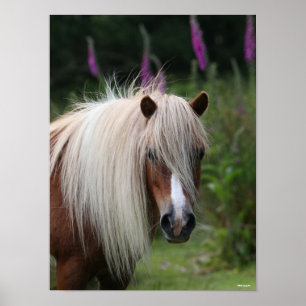 Bob Langrish Shetland Pony headshot met bloemen Poster