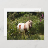 Bob Langrish | Shetland Pony in bloemen Briefkaart (Voorkant / Achterkant)