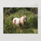 Bob Langrish | Shetland Pony in bloemen Briefkaart (Voorkant)