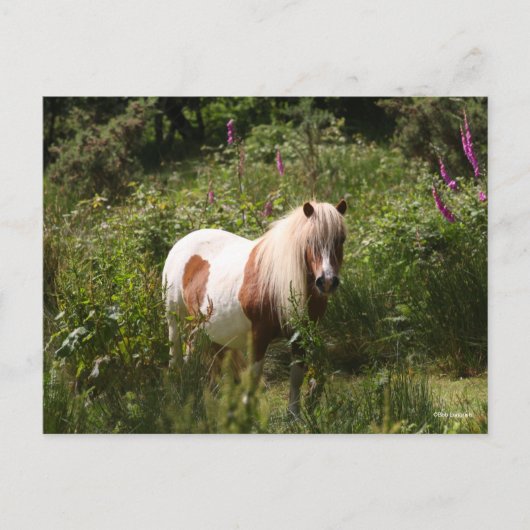 Bob Langrish | Shetland Pony in bloemen Briefkaart (Voorkant)