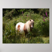 Bob Langrish | Shetland Pony in bloemen Poster (Voorkant)