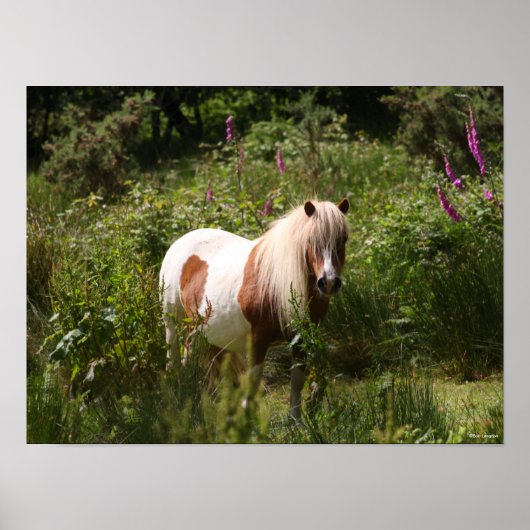Bob Langrish | Shetland Pony in bloemen Poster (Voorkant)