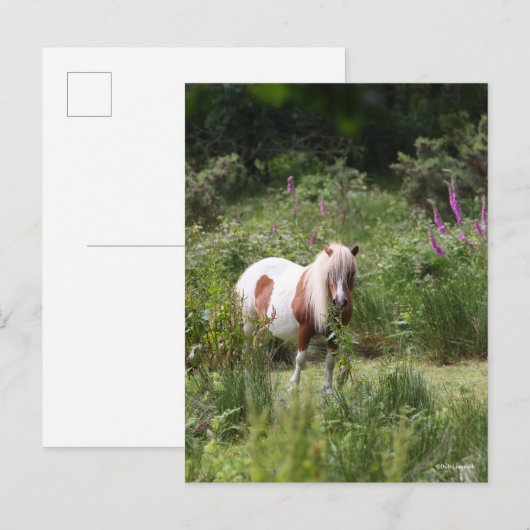 Bob Langrish | Shetland Pony met bloemen Briefkaart (Voorkant / Achterkant)