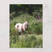 Bob Langrish | Shetland Pony met bloemen Briefkaart (Voorkant)