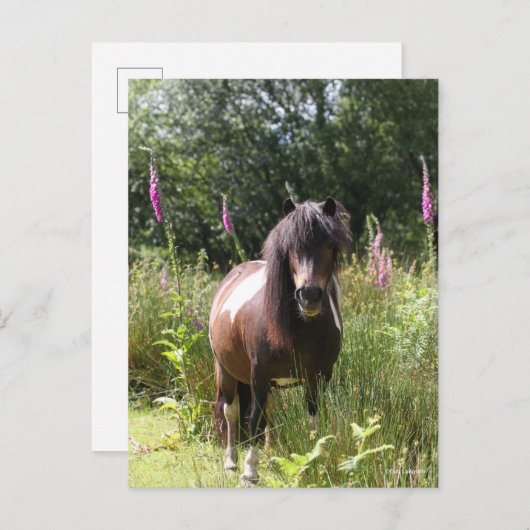 Bob Langrish | Shetland Pony met bloemen Briefkaart (Voorkant / Achterkant)