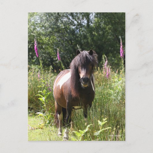 Bob Langrish | Shetland Pony met bloemen Briefkaart (Voorkant)