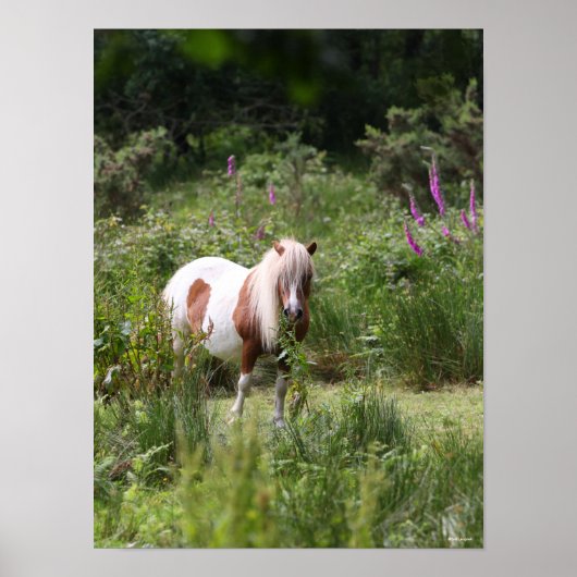 Bob Langrish | Shetland Pony met bloemen Poster (Voorkant)